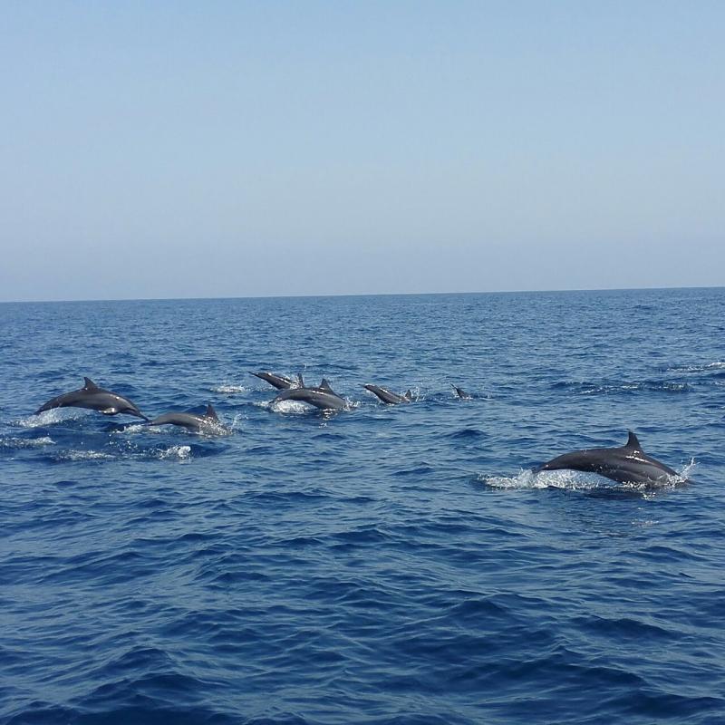 Dolphin Watching Muscat
